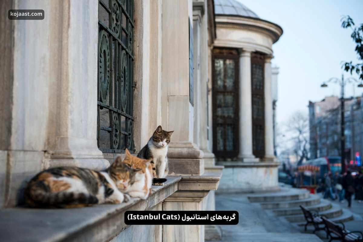 گربه‌های استانبول